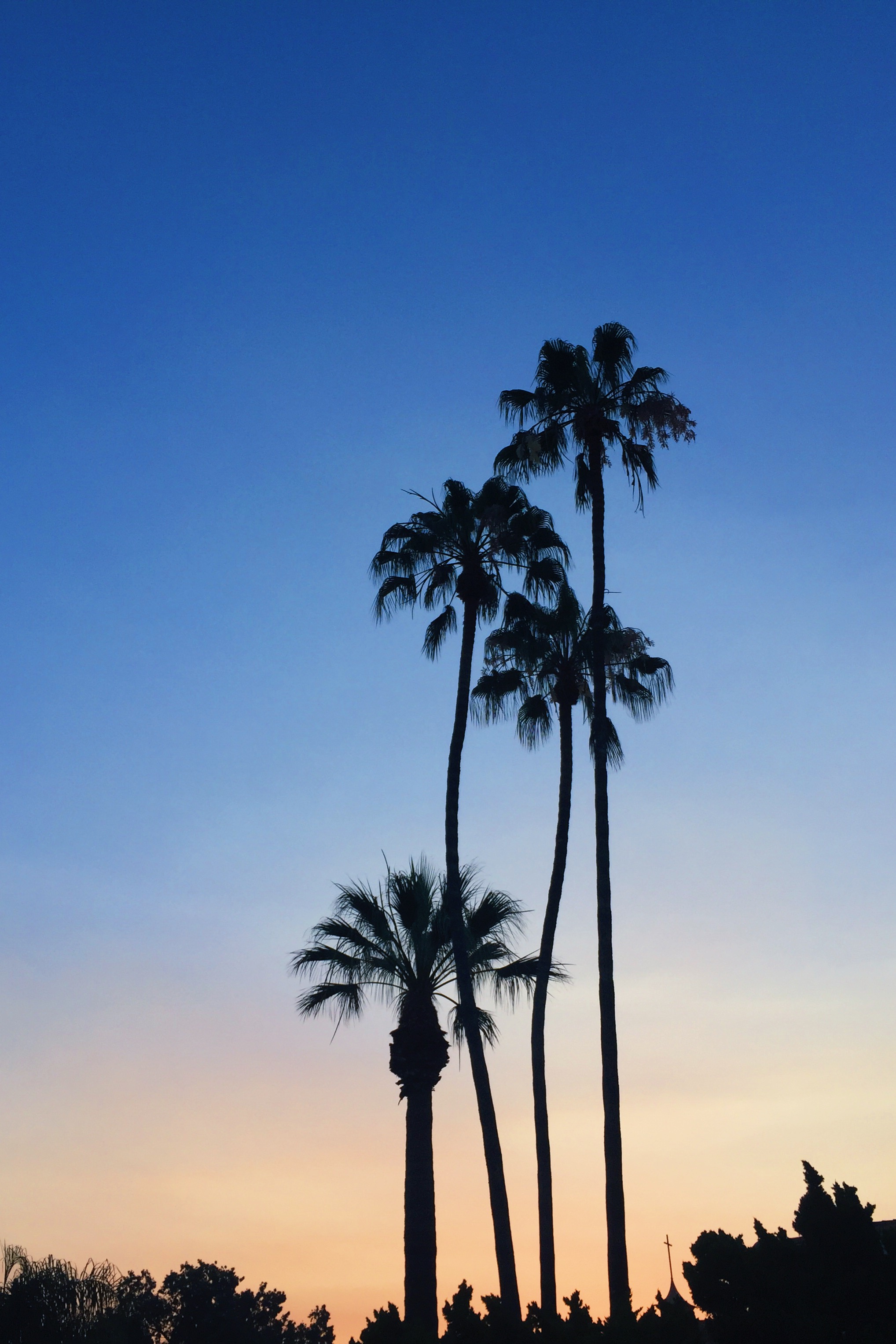 Palm trees